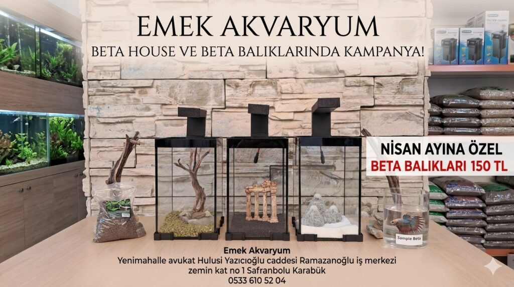 Beta Hause ve Beta Balıklarında Kapnaya